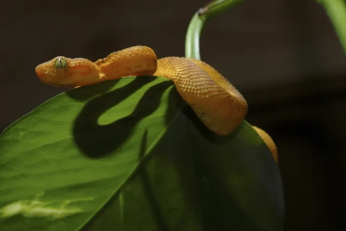 Framed Print : West African bush viper (Atheris chlorechis)
