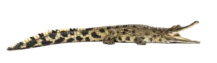 Framed Print : West African slender-snouted crocodile Framed Print : West African slender-snouted crocodile