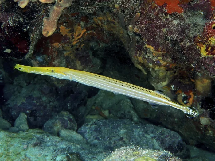 Framed Print : West Atlantic trumpetfish (Aulostomus maculatus)