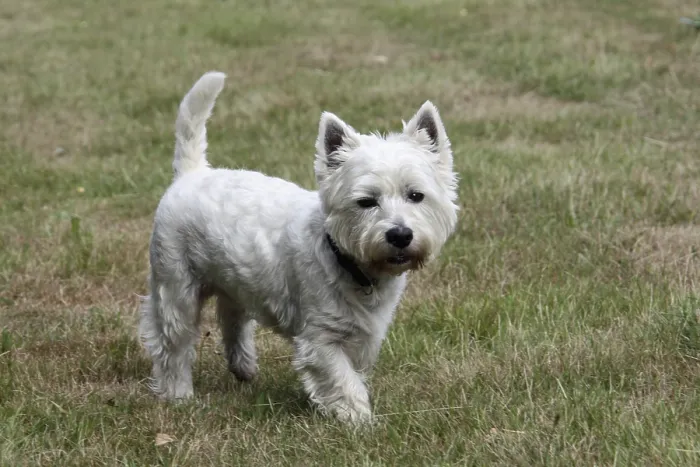 Framed Print : West Highland White Terrier Framed Print : West Highland White Terrier