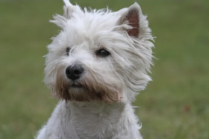Framed Print : West Highland White Terrier