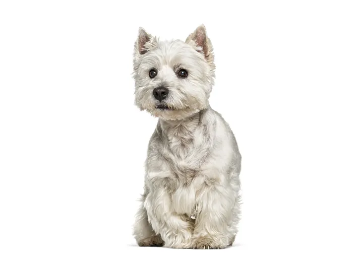Framed Print : West highland white terrier looking directly at camera while sitting