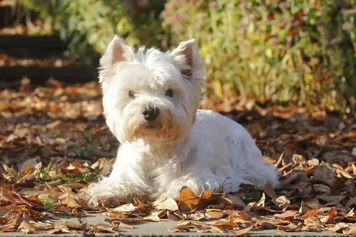 Framed Print : West Highland White Terrier, male Framed Print : West Highland White Terrier, male
