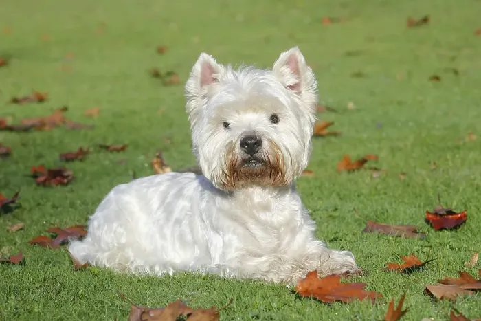 Framed Print : West Highland White Terrier, male Framed Print : West Highland White Terrier, male