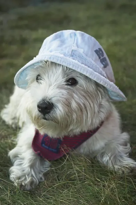 Framed Print : West Highland White Terrier wearing a cap is lying in a meadow