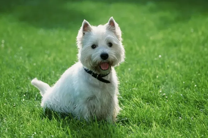 Framed Print : West Highland White Terrier, Westie