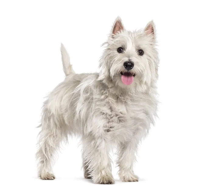 Framed Print : West Highland White Terrier in front of white background