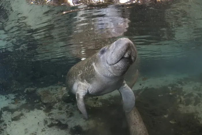 Framed Print : West Indian Manatee (Trichechus manatus)
