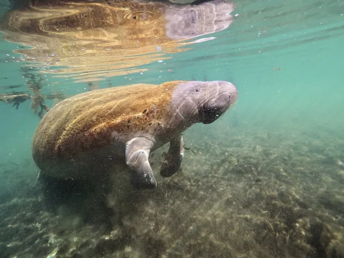 Framed Print : West indian manatee (Trichechus manatus) in the Crystal River