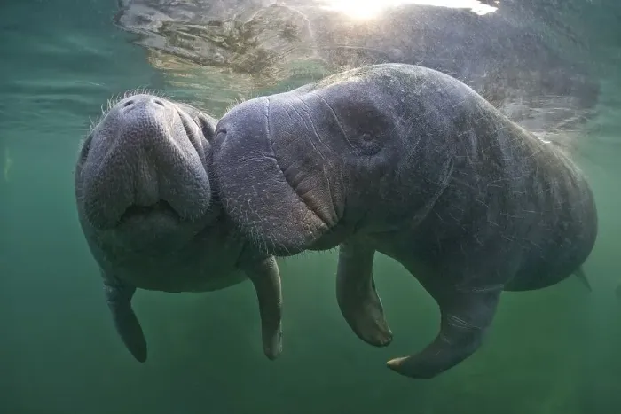 Framed Print : West Indian Manatees (Trichechus manatus)