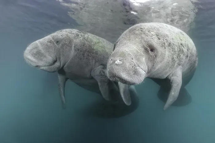 Framed Print : Two West Indian manatees (Trichechus manatus) Framed Print : Two West Indian manatees (Trichechus manatus)