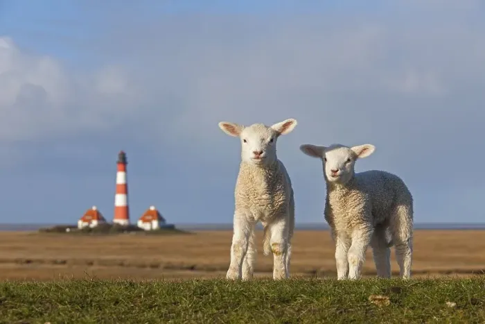 Framed Print : Westerheversand lighthouse and two white lambs on salt marsh near Westerhever