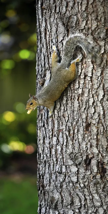 Framed Print : Western American gray squirrel with peanut (Sciurus griseus)