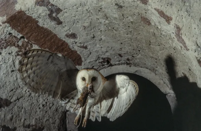 Framed Print : Western Barn Owl (Tyto alba) in flight with a mouse in its beak