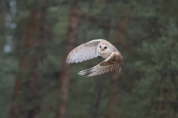 Framed Print : Western Barn Owl (Tyto alba) taking flight Framed Print : Western Barn Owl (Tyto alba) taking flight