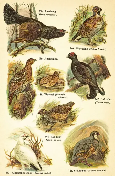 Framed Print : Western capercaillie (Tetrao urogallus)