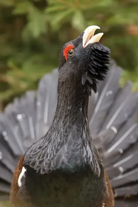 Framed Print : Western capercaillie (Tetrao urogallus)