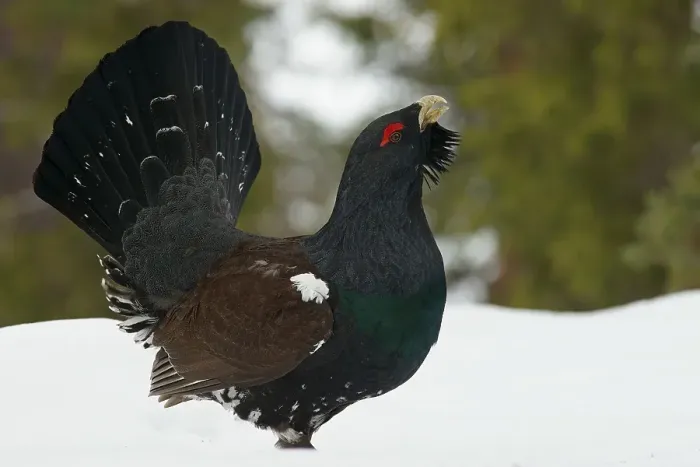 Framed Print : Western Capercaillie (Tetrao urogallus) Framed Print : Western Capercaillie (Tetrao urogallus)