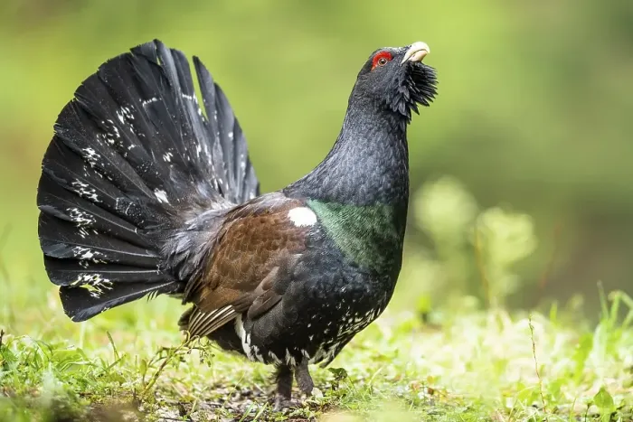 Framed Print : Western capercaillie (Tetrao urogallus) Framed Print : Western capercaillie (Tetrao urogallus)
