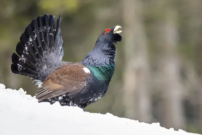 Framed Print : Western capercaillie (Tetrao urogallus)