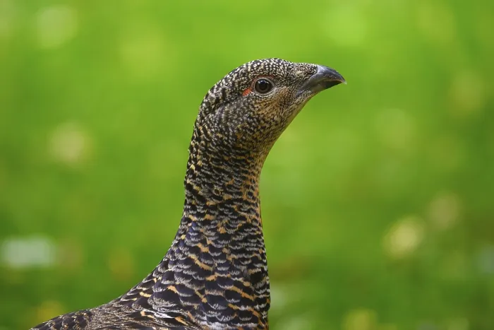 Framed Print : Western capercaillie (Tetrao urogallus)