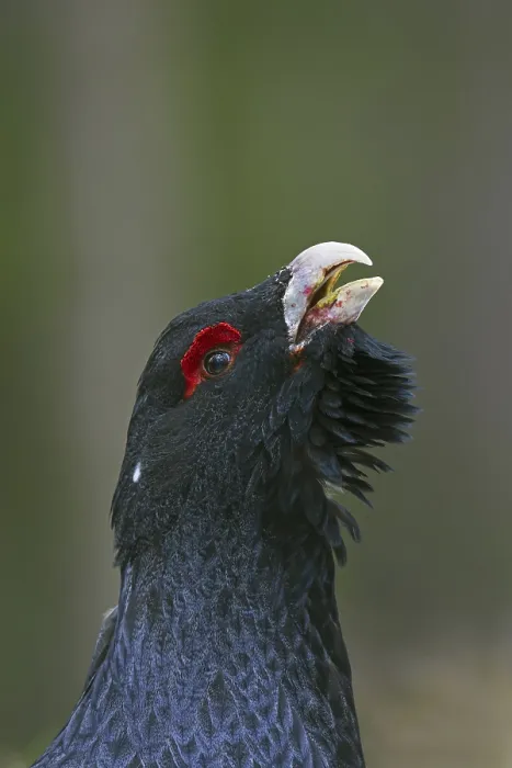 Framed Print : Western capercaillie (Tetrao urogallus) close up portrait of male