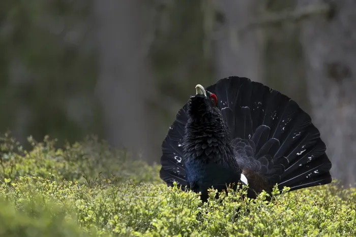 Framed Print : Western capercaillie (Tetrao Urogallus) mating in Pinzgau