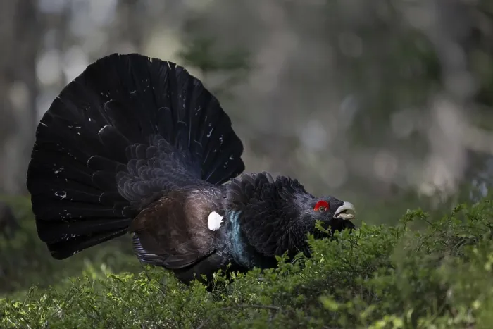 Framed Print : Western capercaillie (Tetrao Urogallus) mating in Pinzgau