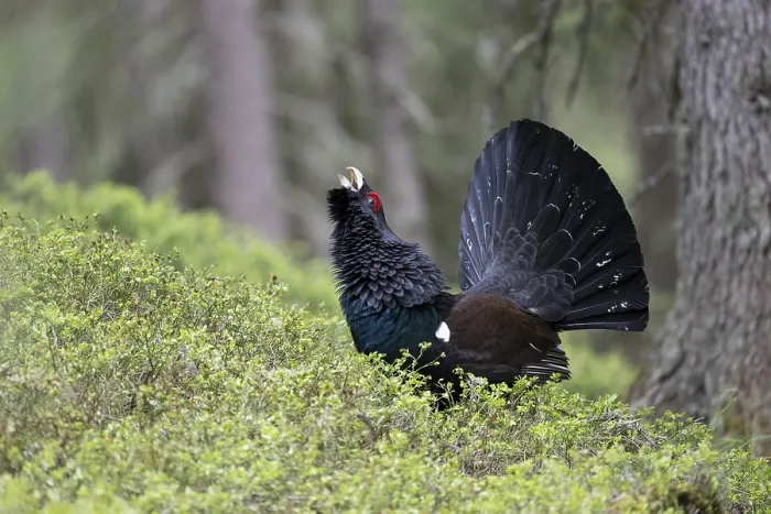 Framed Print : Western capercaillie (Tetrao Urogallus) mating in Pinzgau