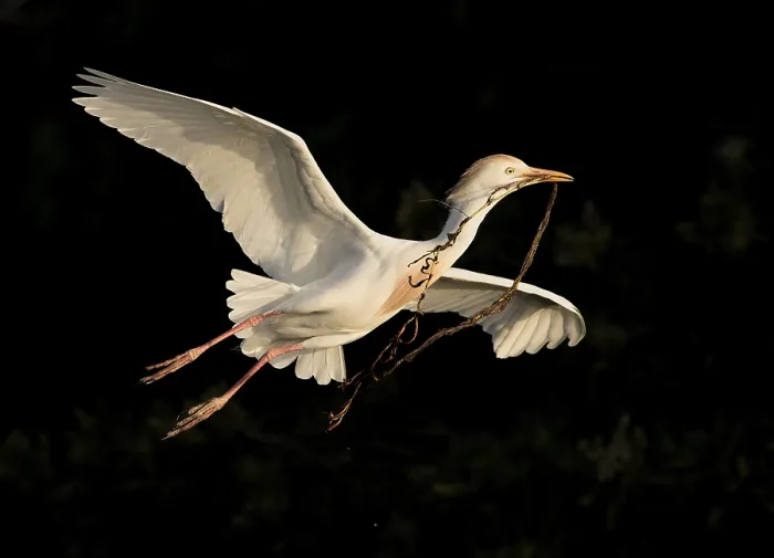 Framed Print : Western Cattle Egret (Bubulcus ibis) female flying with nesting material in beak