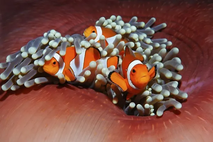 Framed Print : Three Western clownfish (Amphiprion ocellaris) anemonefish