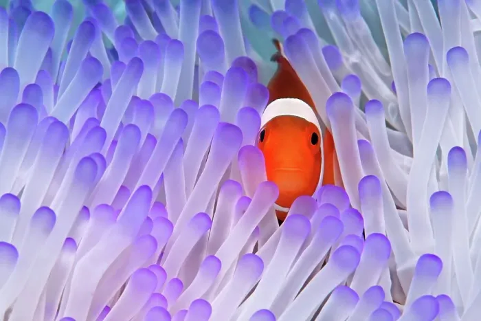 Framed Print : Western Clownfish (Amphiprion ocellaris) in Magnificent Sea Anemone (Heteractis magnifica), Great Barrier Reef, UNESCO World Heritage Site, Queensland, Cairns, Australia, Pacific Ocean, Oceania Framed Print : Western Clownfish (Amphiprion ocellaris) in Magnificent Sea Anemone (Heteractis magnifica), Great Barrier Reef, UNESCO World Heritage Site, Queensland, Cairns, Australia, Pacific Ocean, Oceania