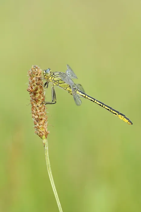 Framed Print : Western Clubtail (Gomphus pulchellus) Framed Print : Western Clubtail (Gomphus pulchellus)