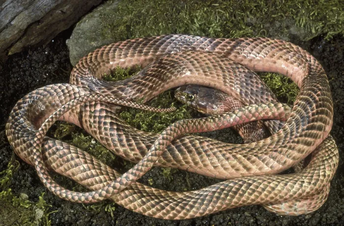 Framed Print : WESTERN COACHWHIP Snake, Masticophis flagellum testaceus