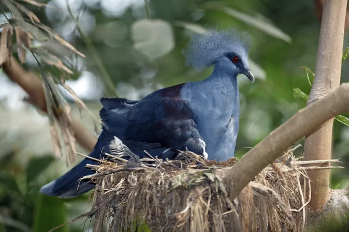 Framed Print : Western Crowned Pigeon (Goura cristata)