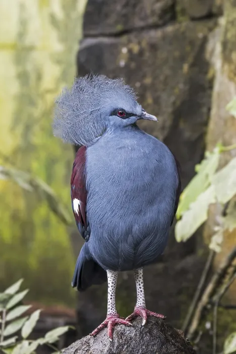 Framed Print : Western crowned pigeon (Goura cristata)