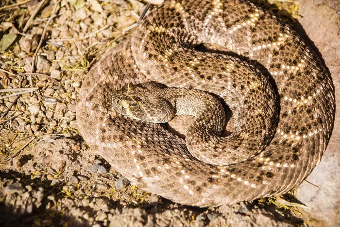 Framed Print : Western Diamondback rattlesnake coiled while at rest on a hot spring day