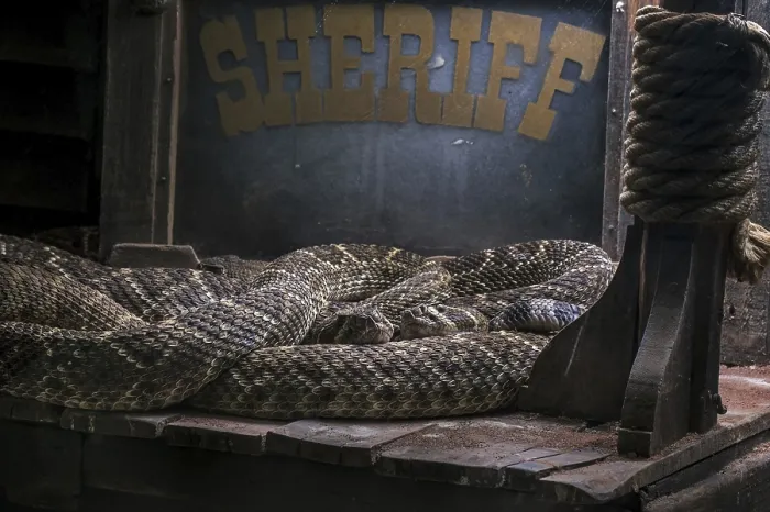 Framed Print : Two Western diamondback rattlesnakes (Crotalus atrox)