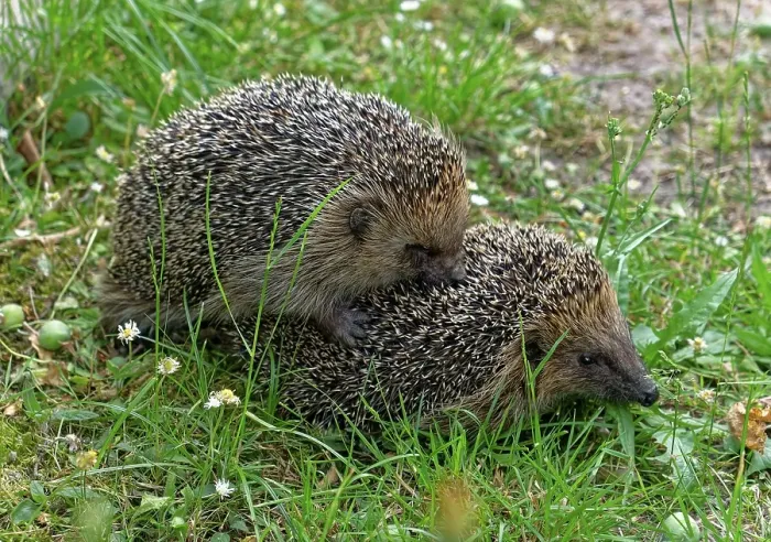 Framed Print : Western European hedgehog (Erinaceus europaeus) mating Framed Print : Western European hedgehog (Erinaceus europaeus) mating