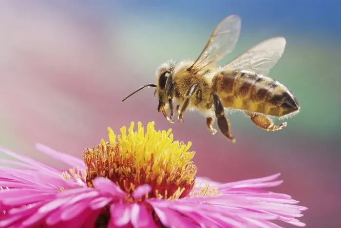 Framed Print : Western or European honey bee (Apis mellifera)