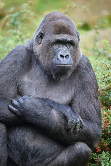Framed Print : Western gorilla (Gorilla gorilla) Framed Print : Western gorilla (Gorilla gorilla)