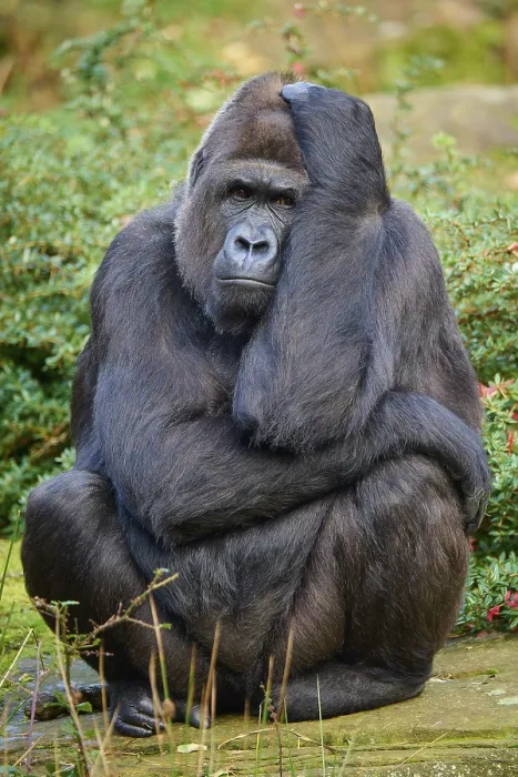 Framed Print : Western gorilla (Gorilla gorilla) Framed Print : Western gorilla (Gorilla gorilla)