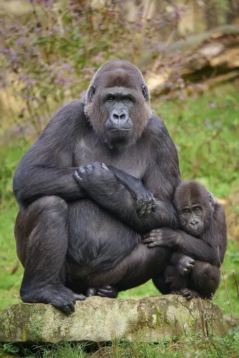 Framed Print : Western gorilla (Gorilla gorilla)