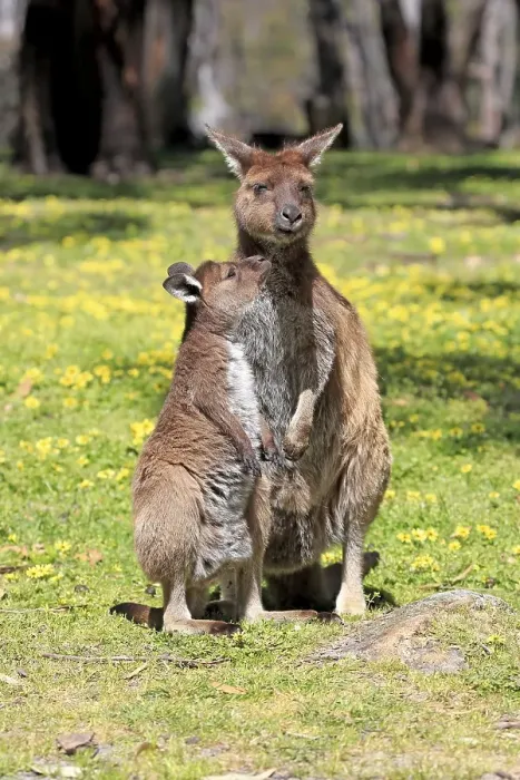 Framed Print : Western gray kangaroo (Macropus fuliginosus fuliginosus)