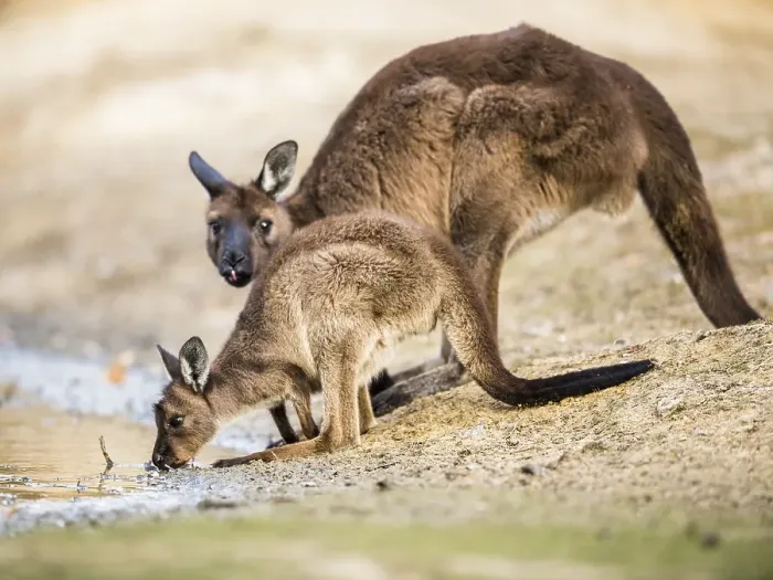 Framed Print : Western gray kangaroos (Macropus fuliginosus)