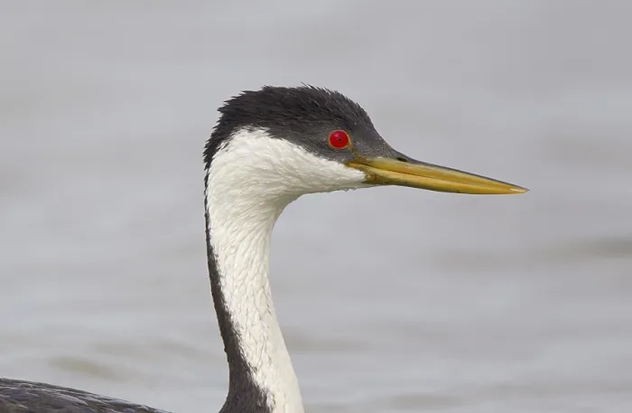 Framed Print : Western Grebe (Aechmophorus occidentalis)