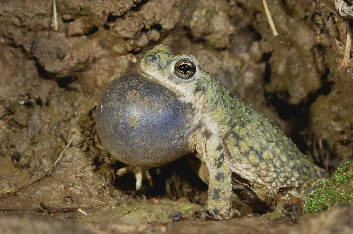 Framed Print : Western Green Toad (Bufo debilis insidior) Framed Print : Western Green Toad (Bufo debilis insidior)
