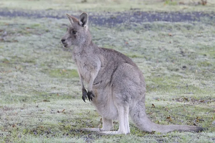 Framed Print : Western Grey Kangaroo or Kangaroo Island Kangaroo (Macropus fuliginosus) Framed Print : Western Grey Kangaroo or Kangaroo Island Kangaroo (Macropus fuliginosus)
