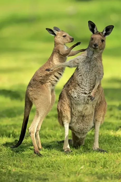 Framed Print : Western Grey Kangaroo (Macropus fuliginosus)