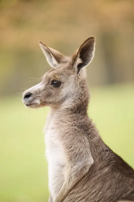 Framed Print : Western grey kangaroo (Macropus fuliginosus) Framed Print : Western grey kangaroo (Macropus fuliginosus)